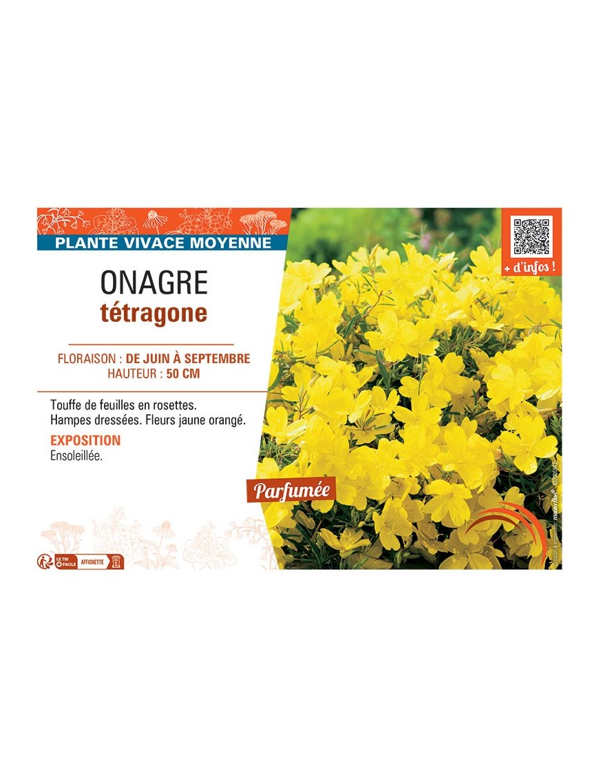 ONAGRE TETRAGONE