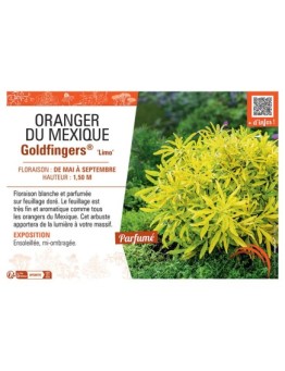 ORANGER DU Mexique GOLDFINGERS® Limo