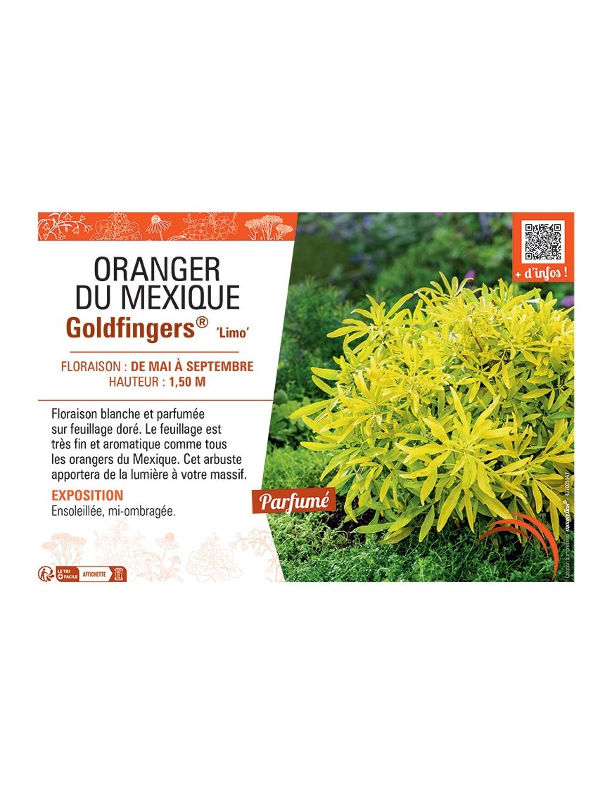 ORANGER DU Mexique GOLDFINGERS® Limo