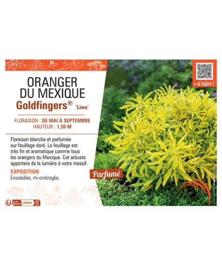 ORANGER DU Mexique GOLDFINGERS® Limo