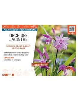 ORCHIDEE JACINTHE