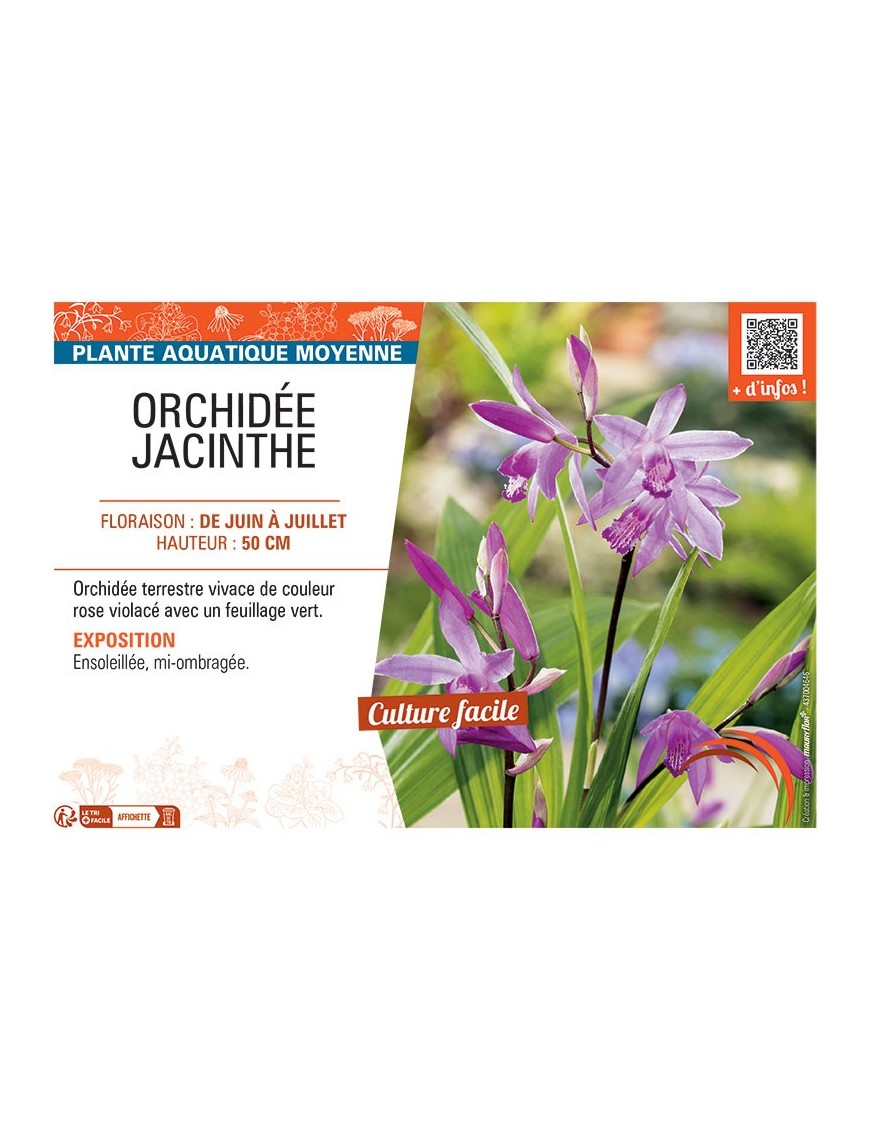 ORCHIDEE JACINTHE