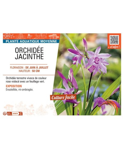 ORCHIDEE JACINTHE