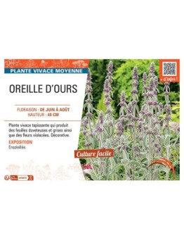 OREILLE D'OURS