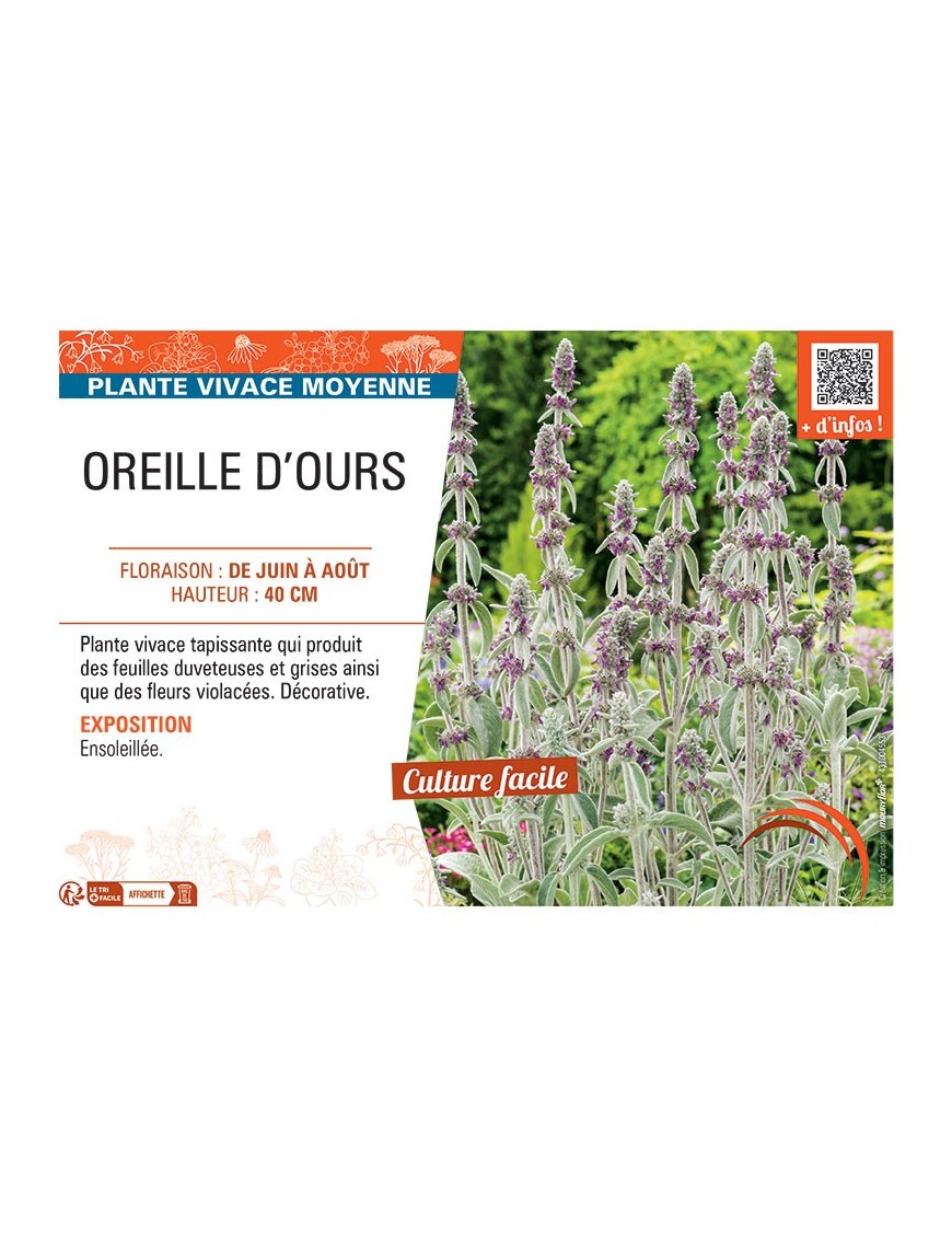 OREILLE D'OURS