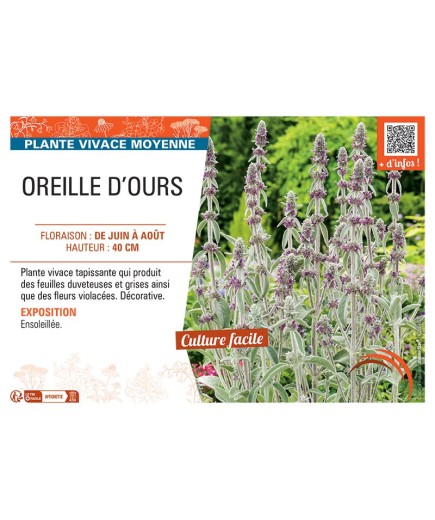 OREILLE D'OURS
