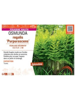 OSMUNDA REGALIS PURPURASCENS