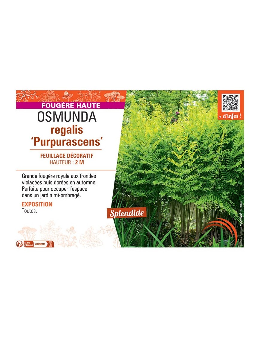OSMUNDA REGALIS PURPURASCENS