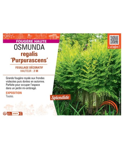 OSMUNDA REGALIS PURPURASCENS