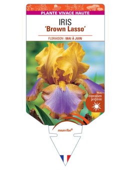 IRIS (germanica) Brown Lasso