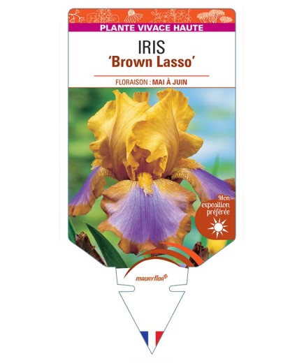 IRIS (germanica) Brown Lasso