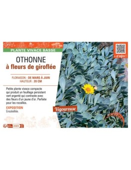 OTHONNE à FLEURS DE GIROFLEE