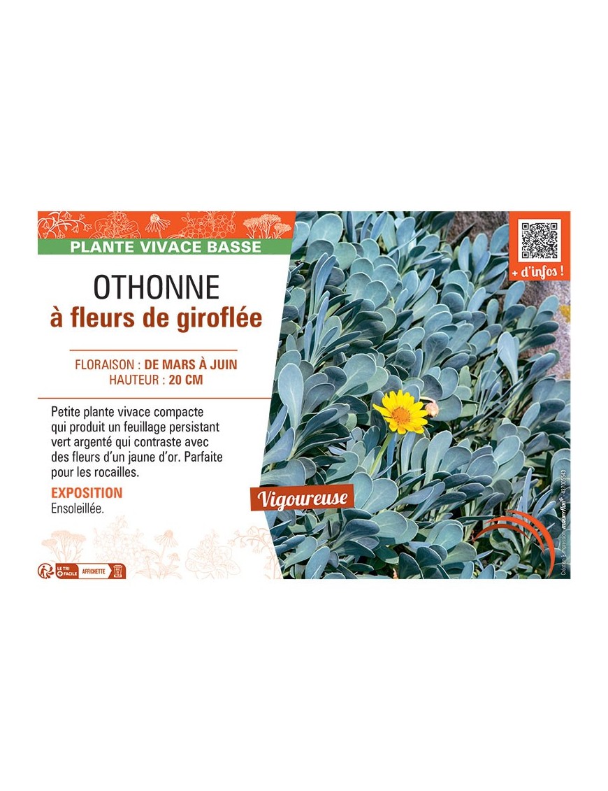 OTHONNE à FLEURS DE GIROFLEE