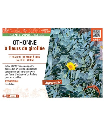OTHONNE à FLEURS DE GIROFLEE