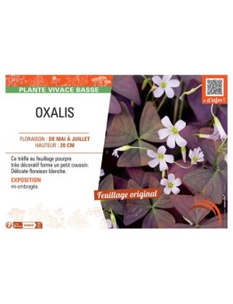 OXALIS (blanc)