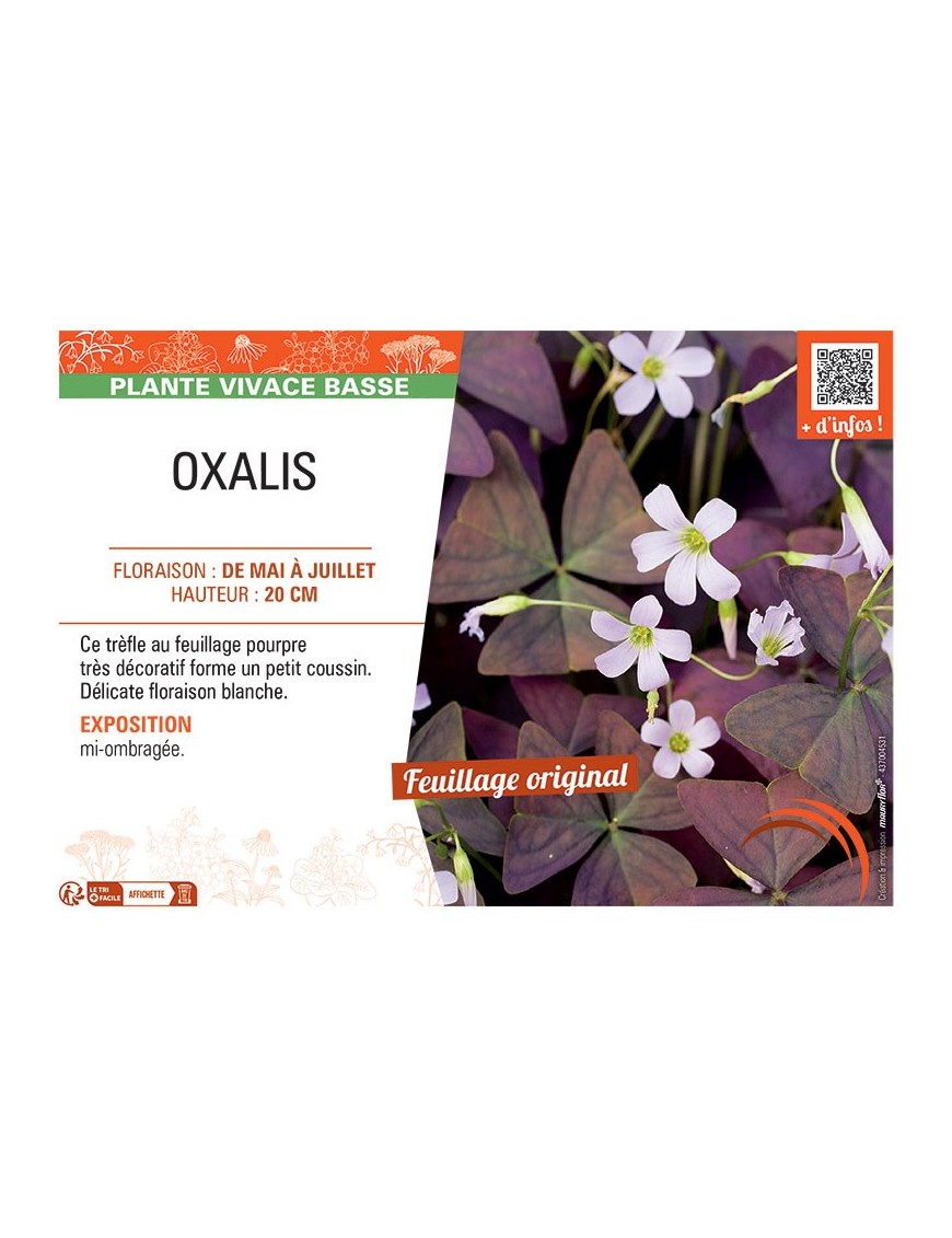 OXALIS (blanc)