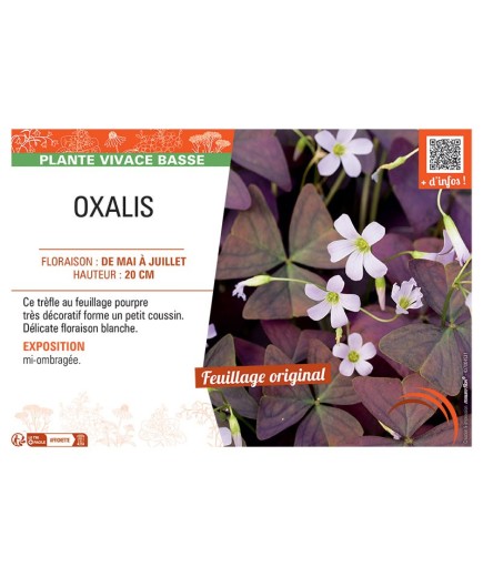 OXALIS (blanc)