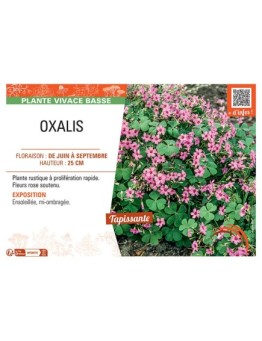 OXALIS (rose)