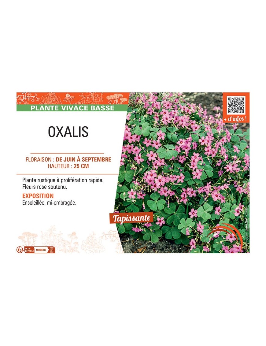 OXALIS (rose)