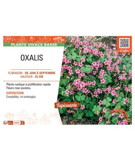 OXALIS (rose)