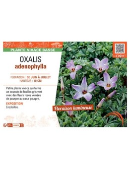 OXALIS ADENOPHYLLA