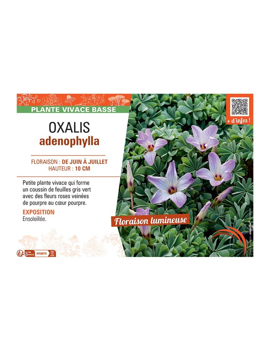 OXALIS ADENOPHYLLA