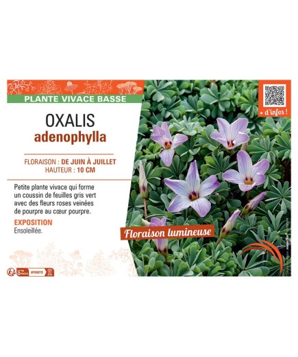 OXALIS ADENOPHYLLA