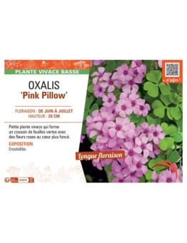 OXALIS PINK PILLOW