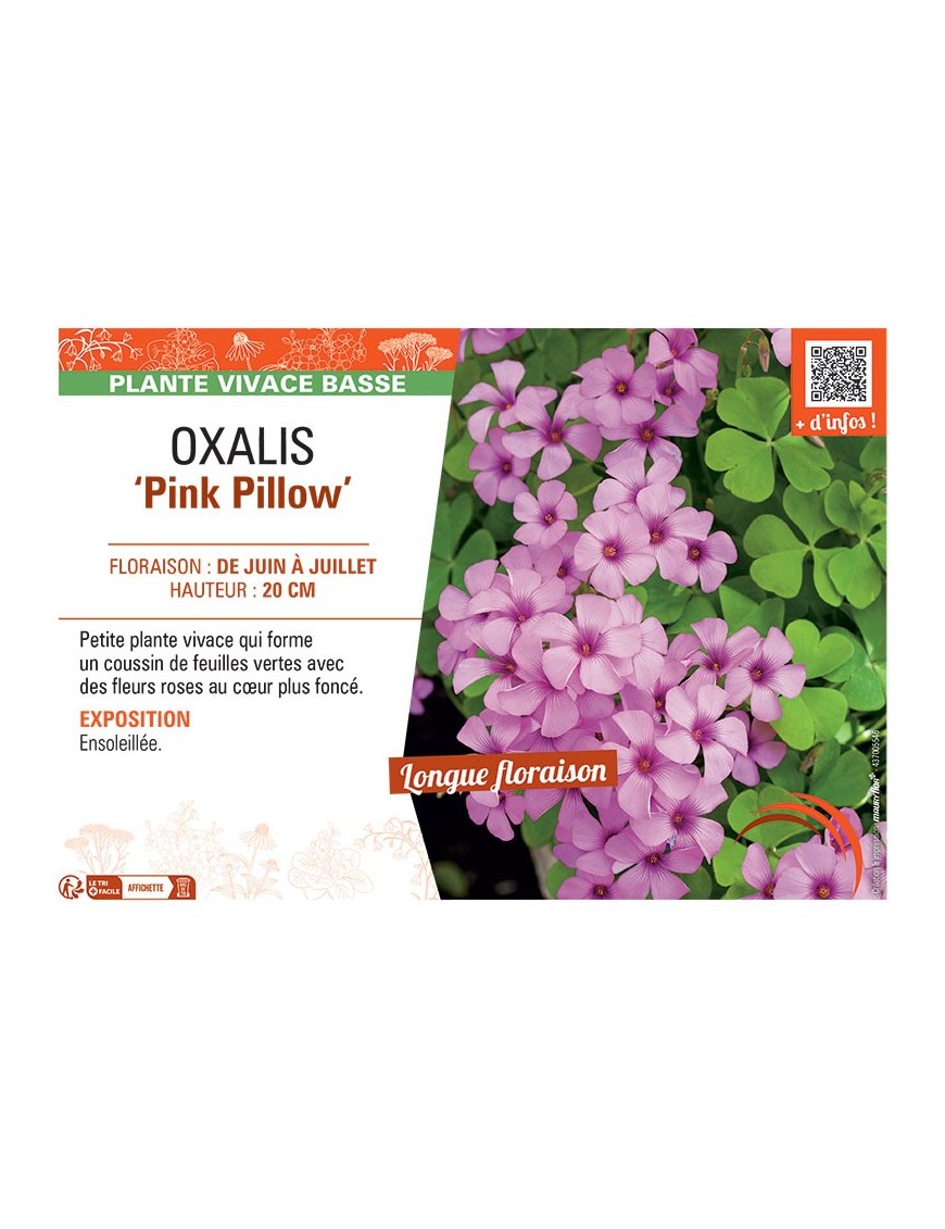 OXALIS PINK PILLOW