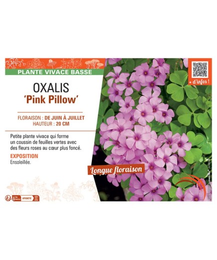 OXALIS PINK PILLOW