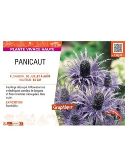 PANICAUT (bleu acier)