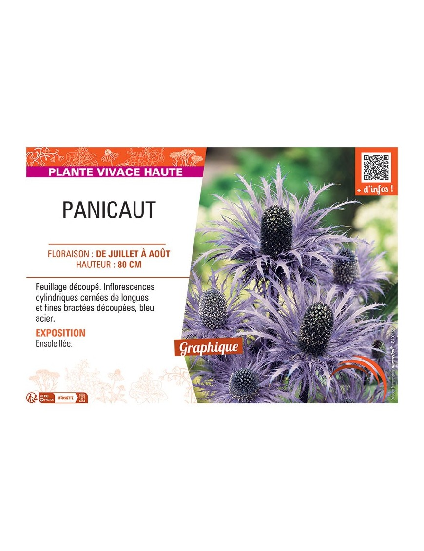 PANICAUT (bleu acier)