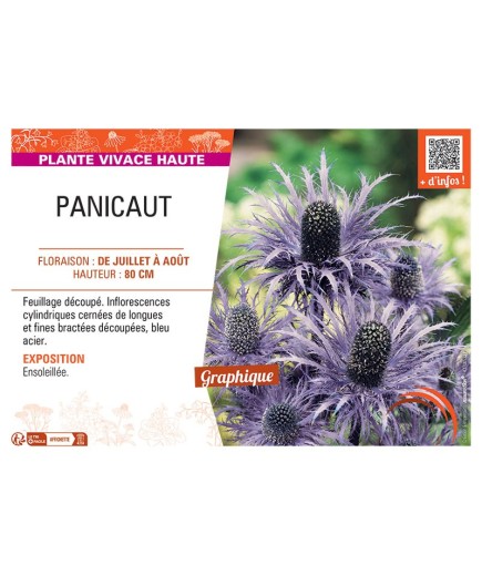 PANICAUT (bleu acier)