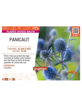 PANICAUT (bleu azur)