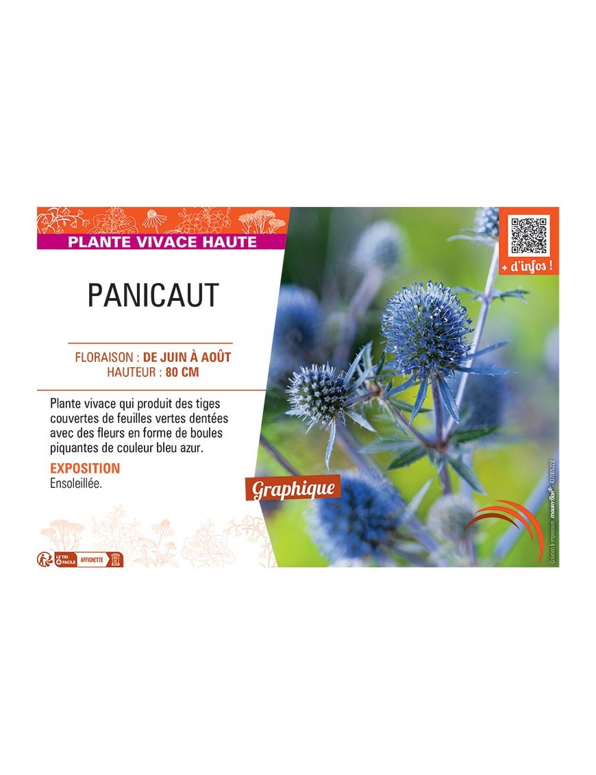 PANICAUT (bleu azur)