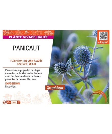 PANICAUT (bleu azur)