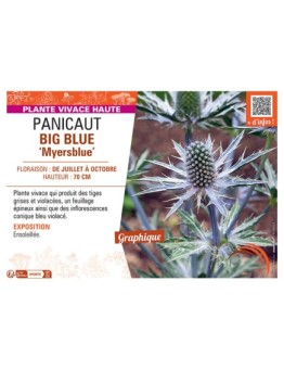 PANICAUT BIG BLUE