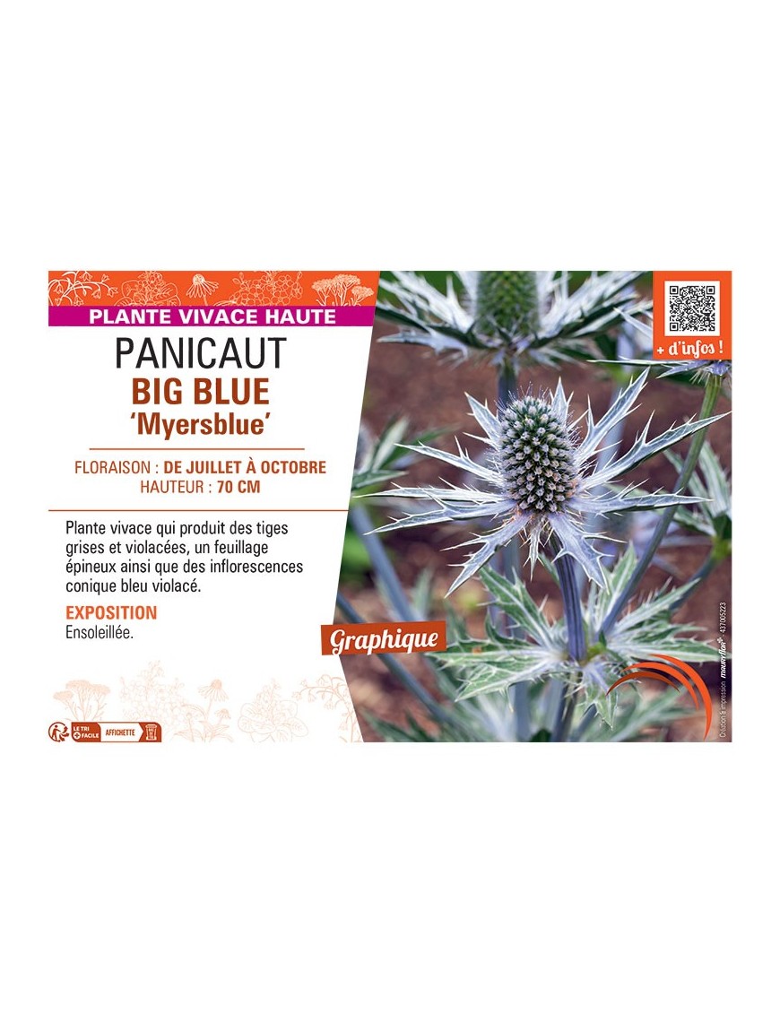 PANICAUT BIG BLUE
