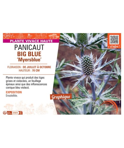 PANICAUT BIG BLUE