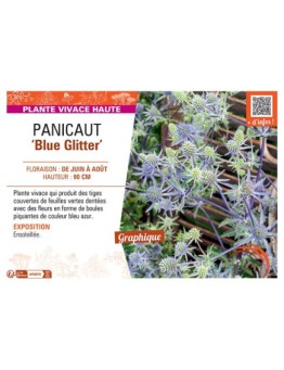 PANICAUT BLUE GLITTER
