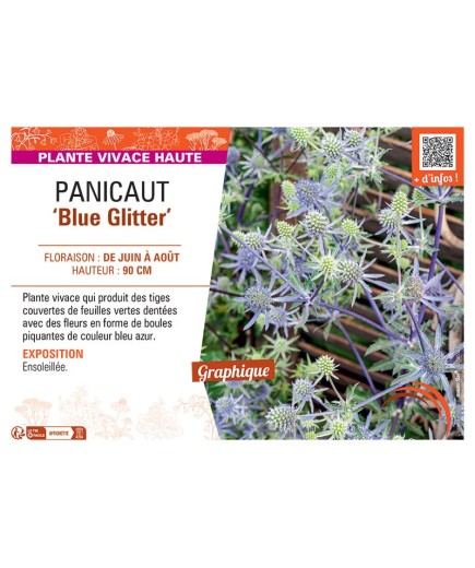 PANICAUT BLUE GLITTER