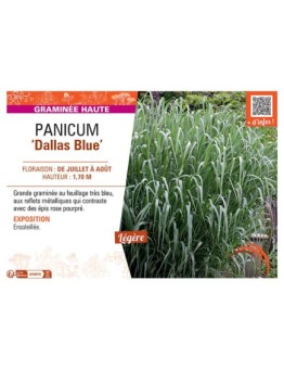 PANICUM DALLAS BLUE