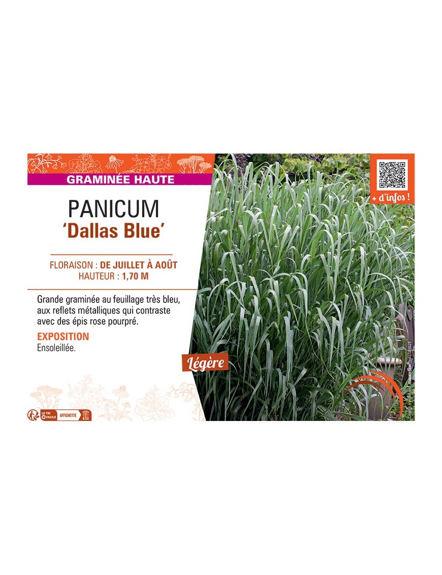 PANICUM DALLAS BLUE