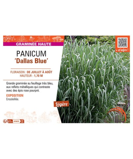 PANICUM DALLAS BLUE