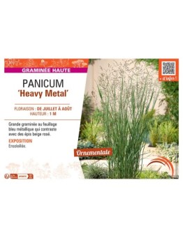 PANICUM HEAVY METAL