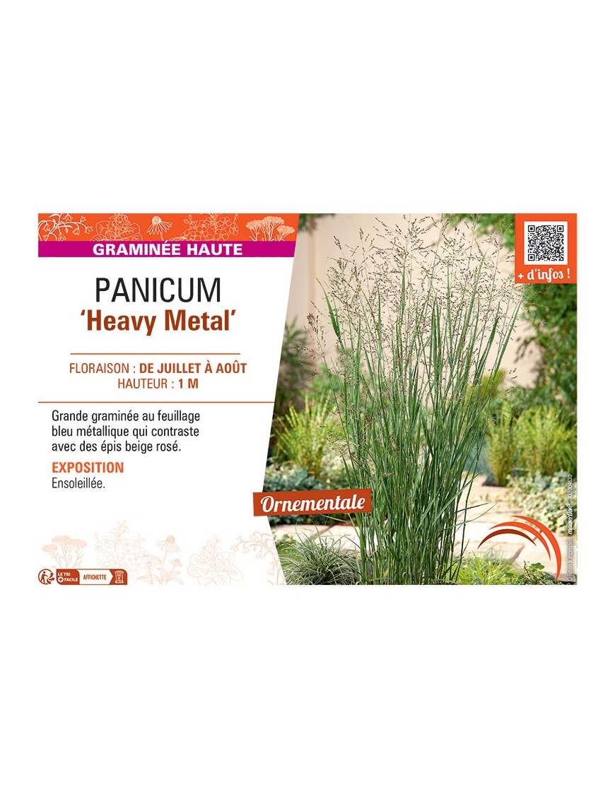 PANICUM HEAVY METAL