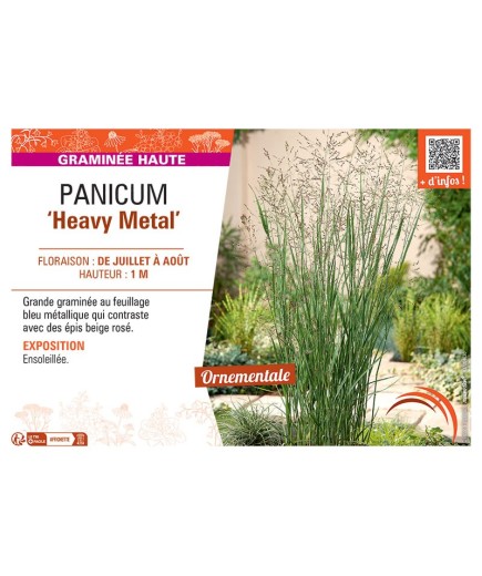PANICUM HEAVY METAL