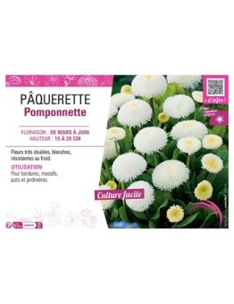 PÂQUERETTE POMPONNETTE (blanche)