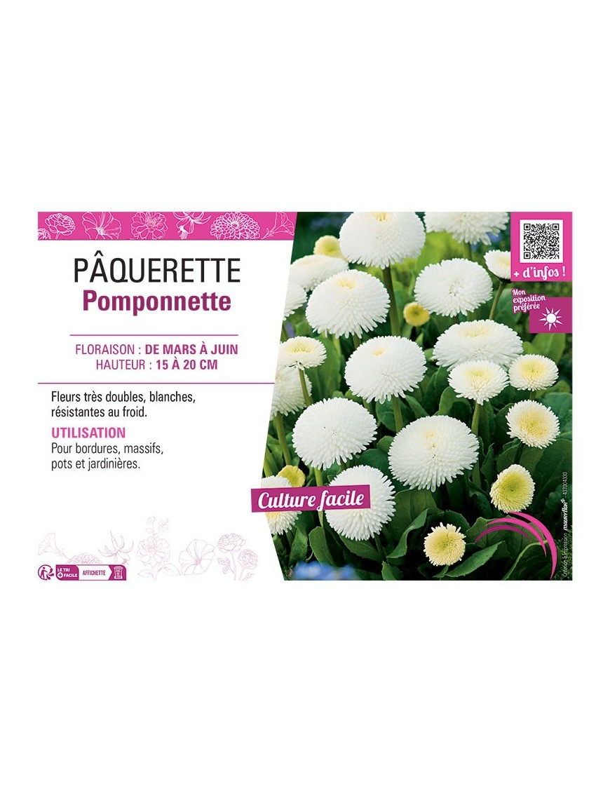 PÂQUERETTE POMPONNETTE (blanche)