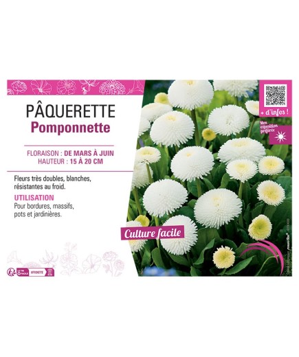 PÂQUERETTE POMPONNETTE (blanche)